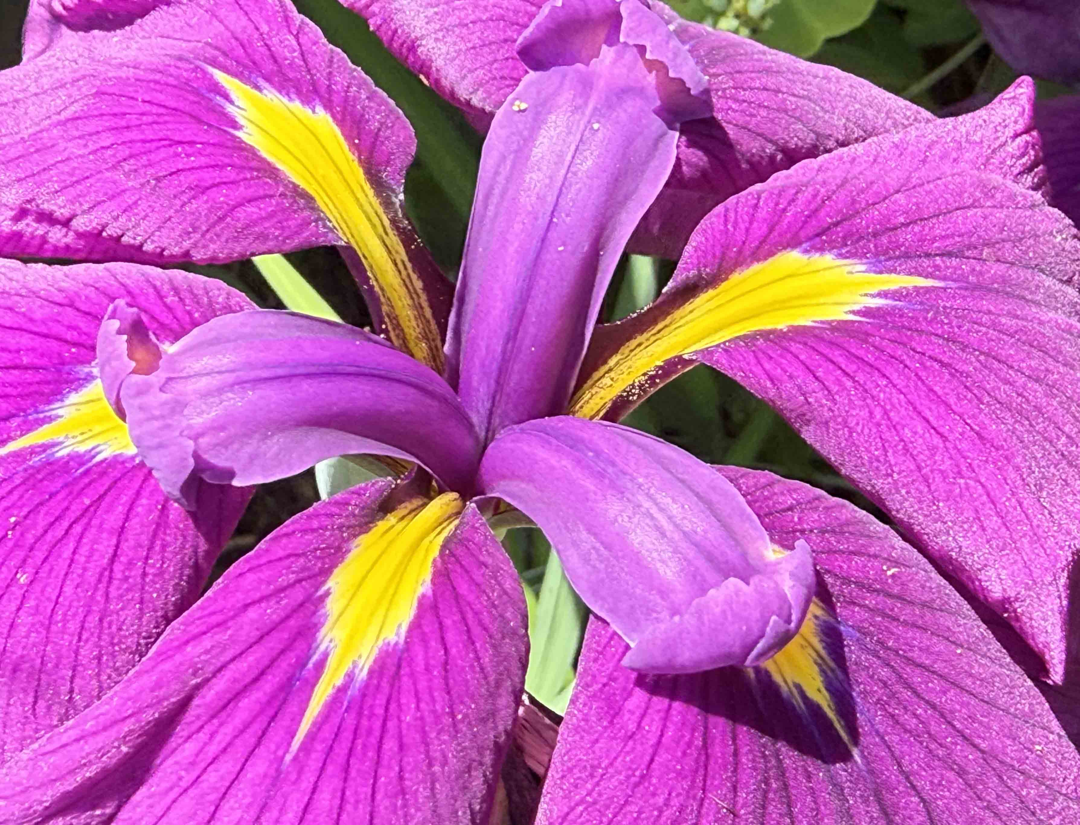 Colourful summertime flower