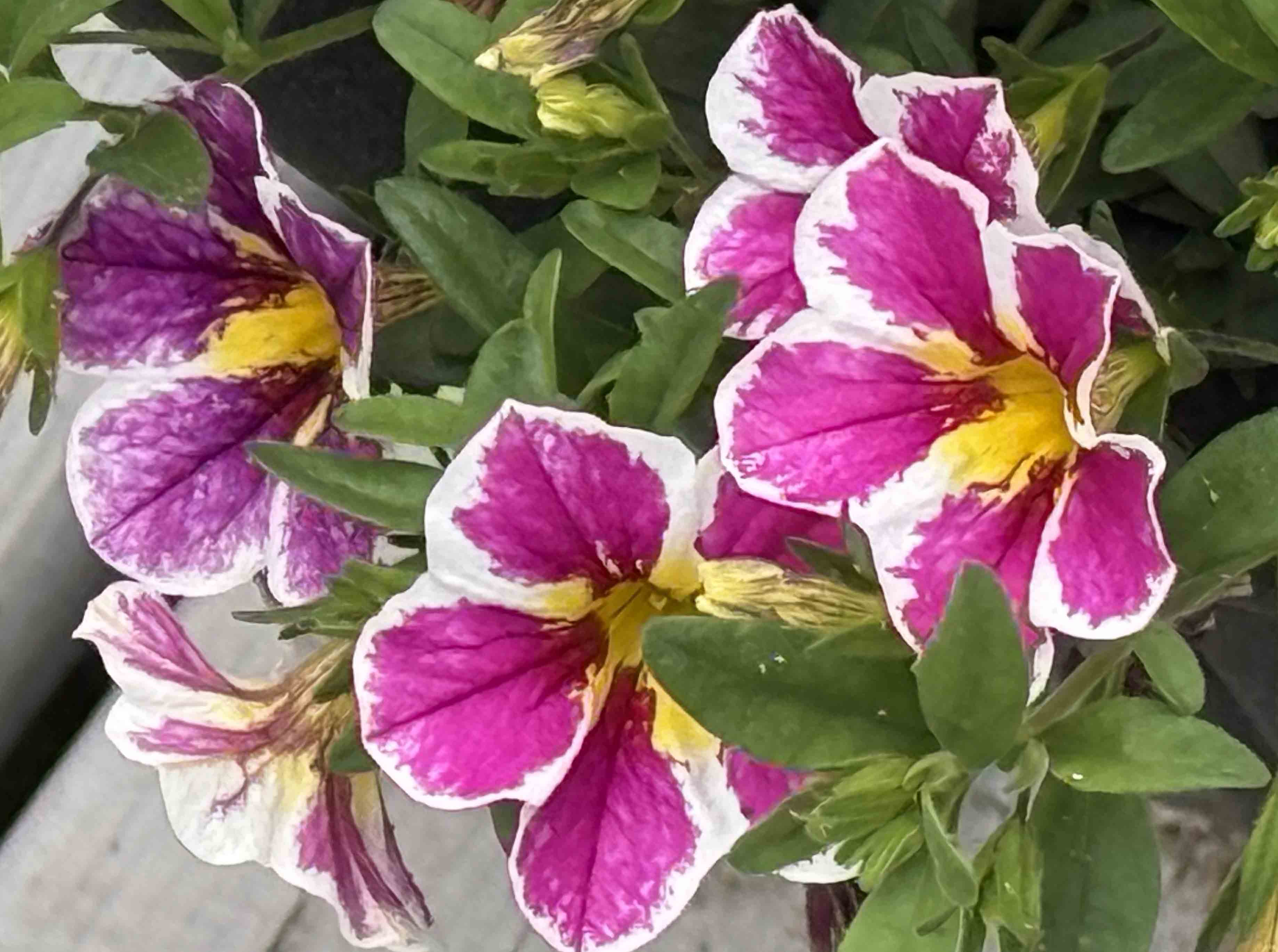 Colourful summertime flower